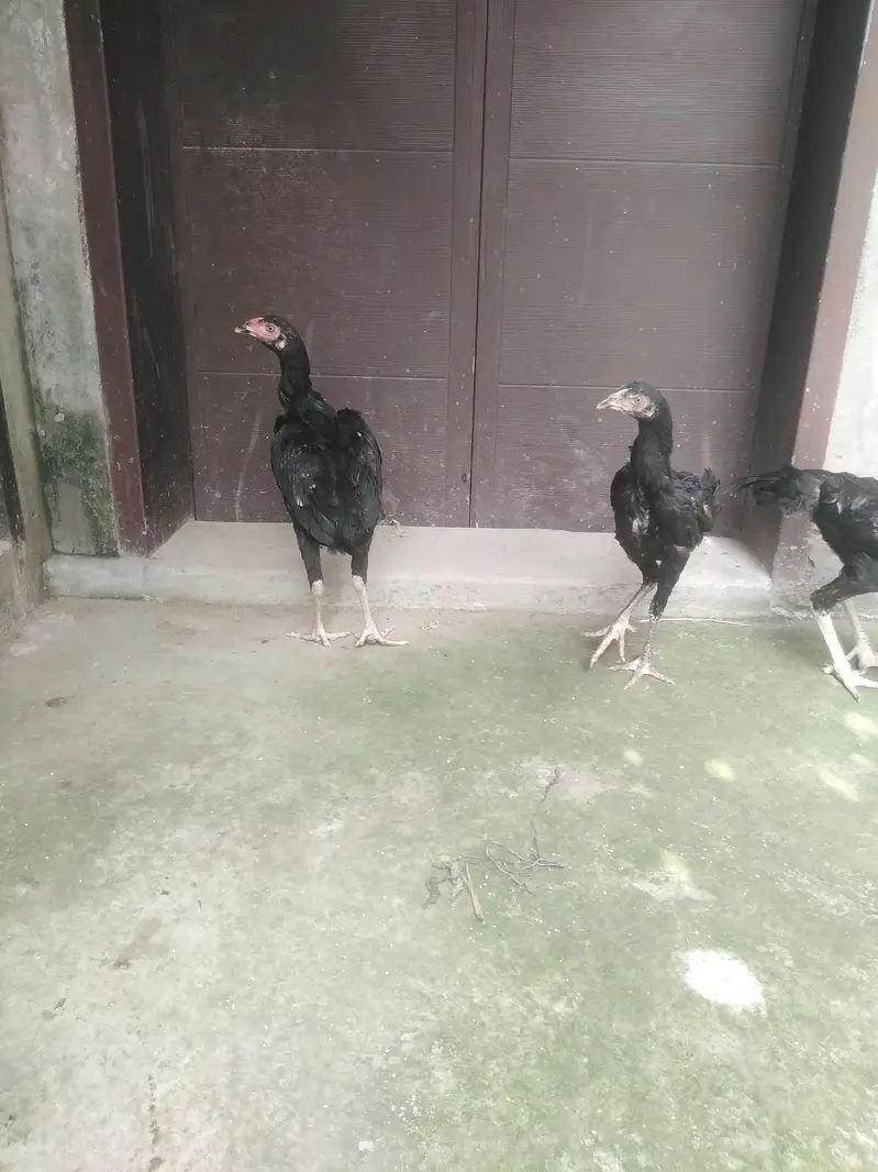 Read ad ASEEL THAI CROSS 1 PATHA 2 PATHIYA — photo 10