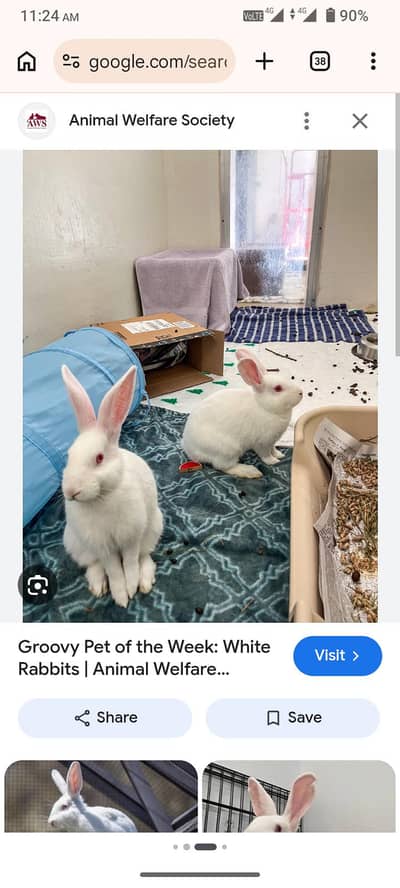 rabbits