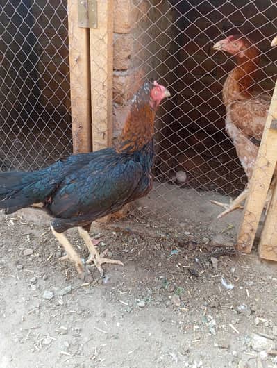 shil murge for sale
