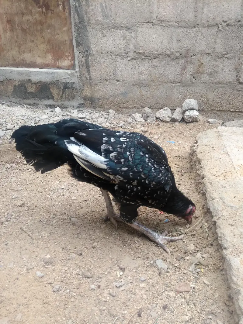 aseel murgi phone number 03197973966 — photo 3