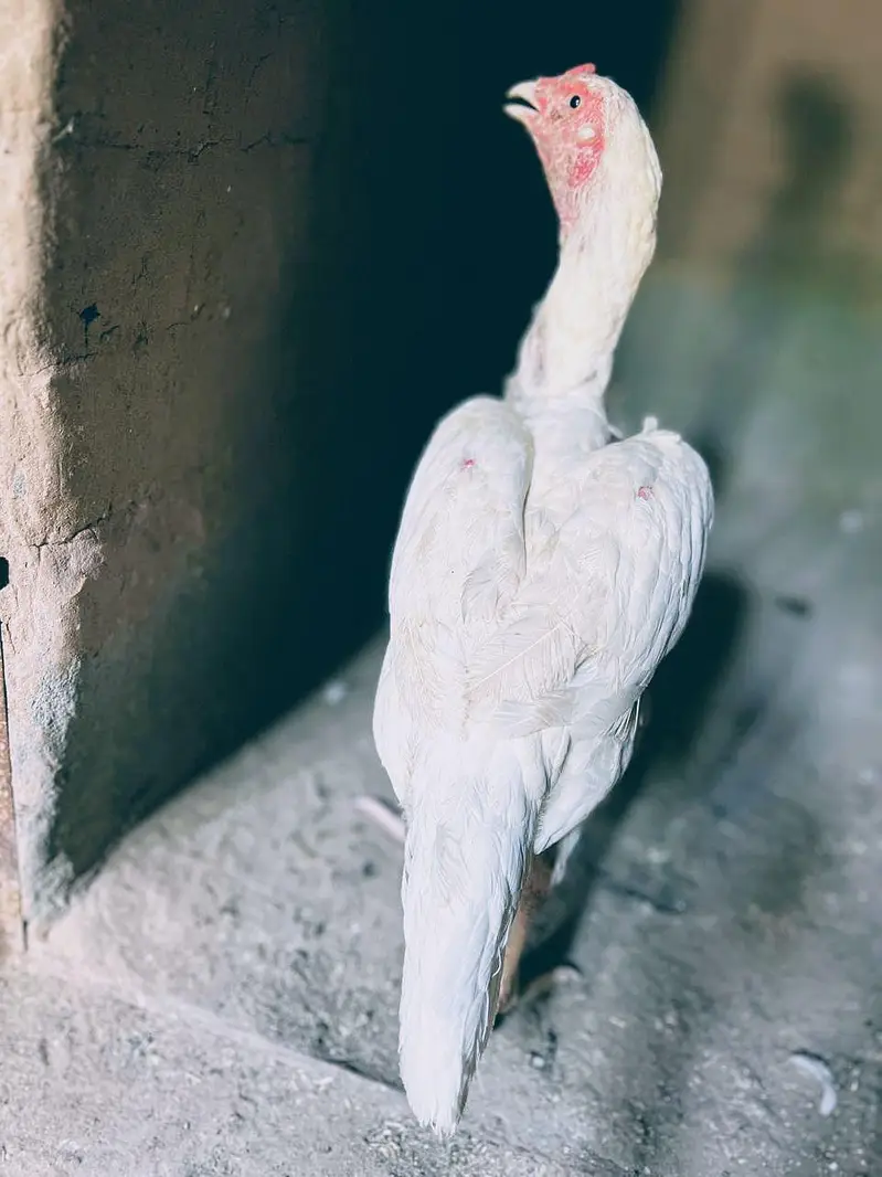 Asell Heera paper white — photo 7