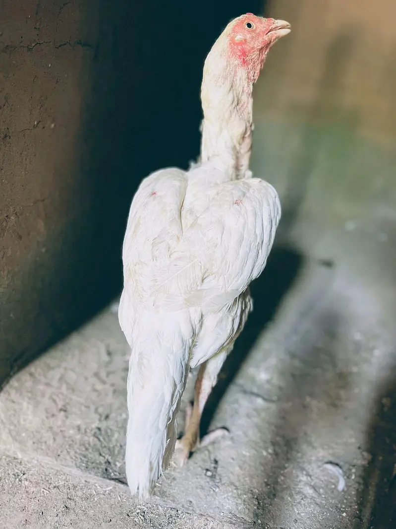 Asell Heera paper white — photo 8
