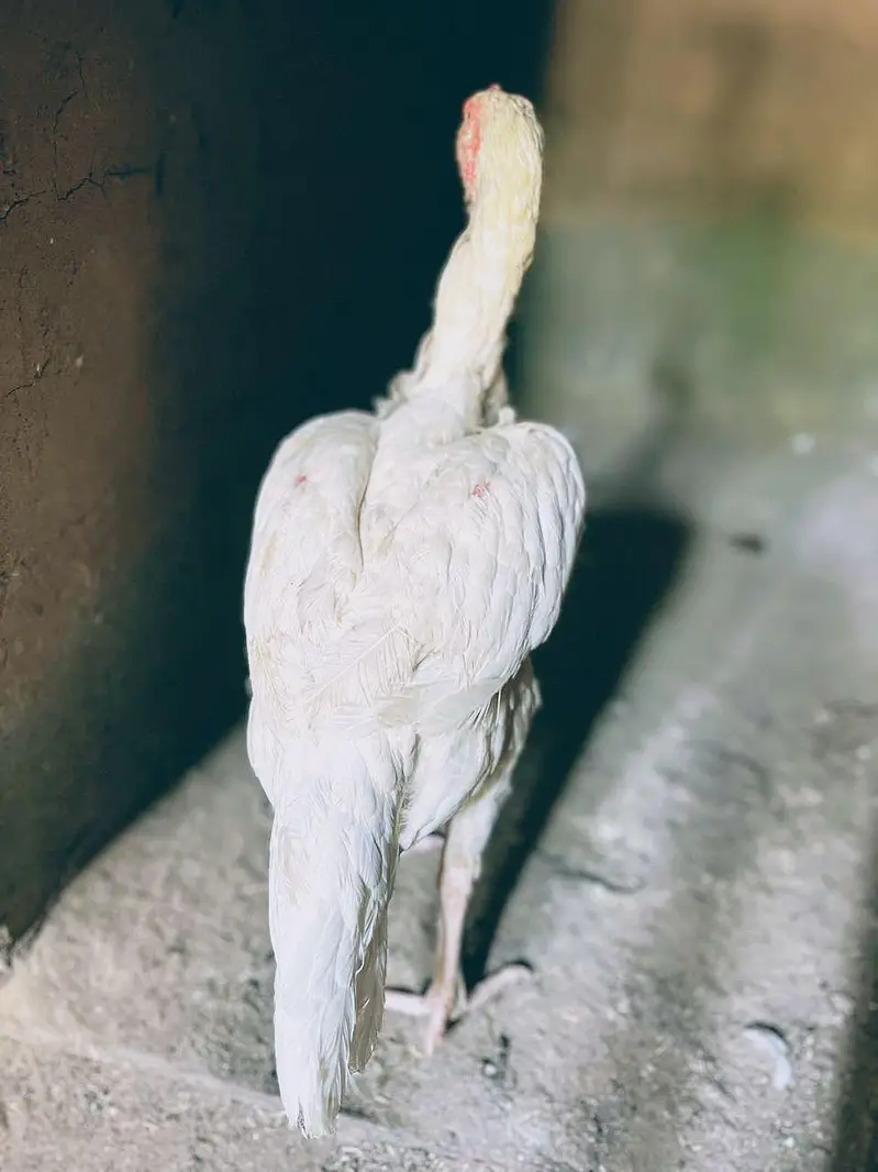 Asell Heera paper white — photo 9