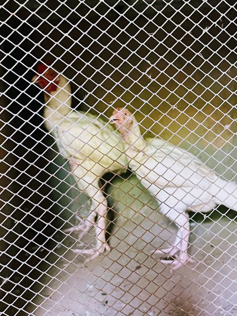 Asell Heera paper white — photo 11