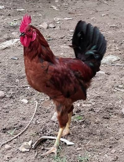 RIR | Lohman | Roosters | Desi | Murghay