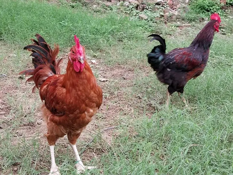 RIR | Lohman | Roosters | Desi | Murghay — photo 2