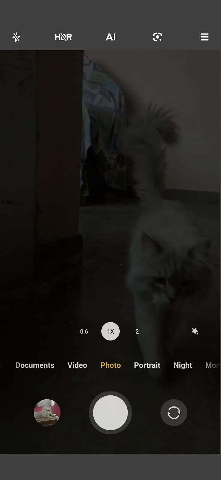 burman cat Blue eyes fluffy hair — photo 2