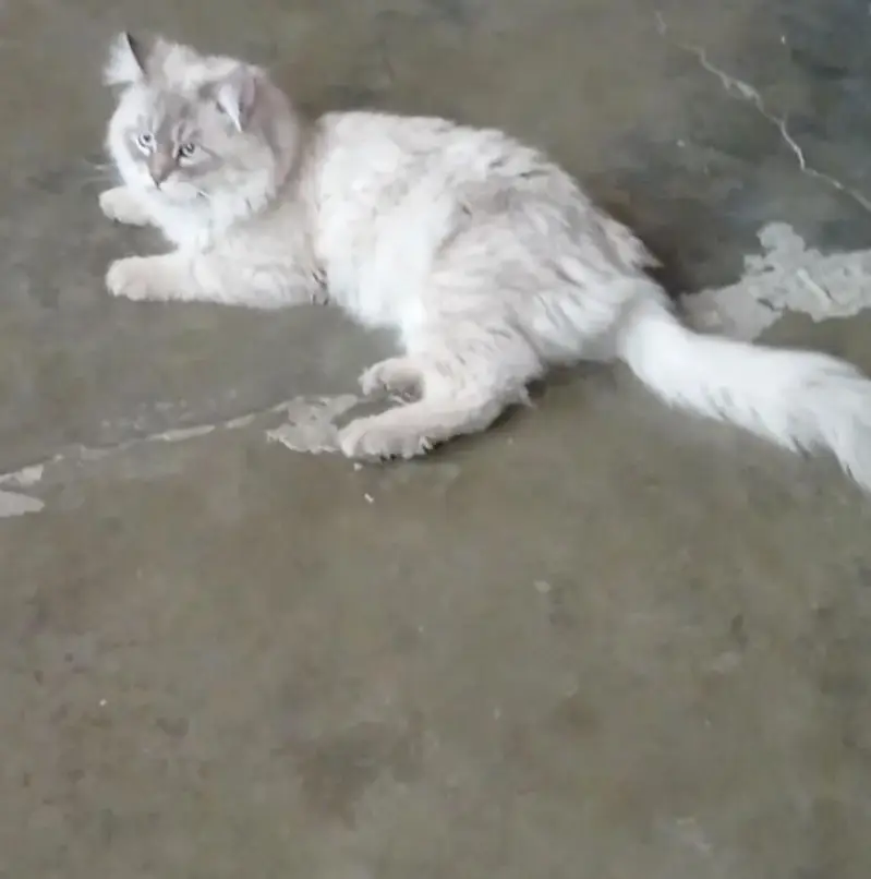 burman cat Blue eyes fluffy hair — photo 3