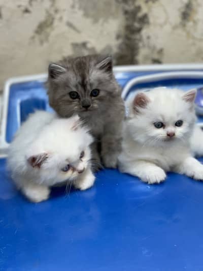 persian triple coad