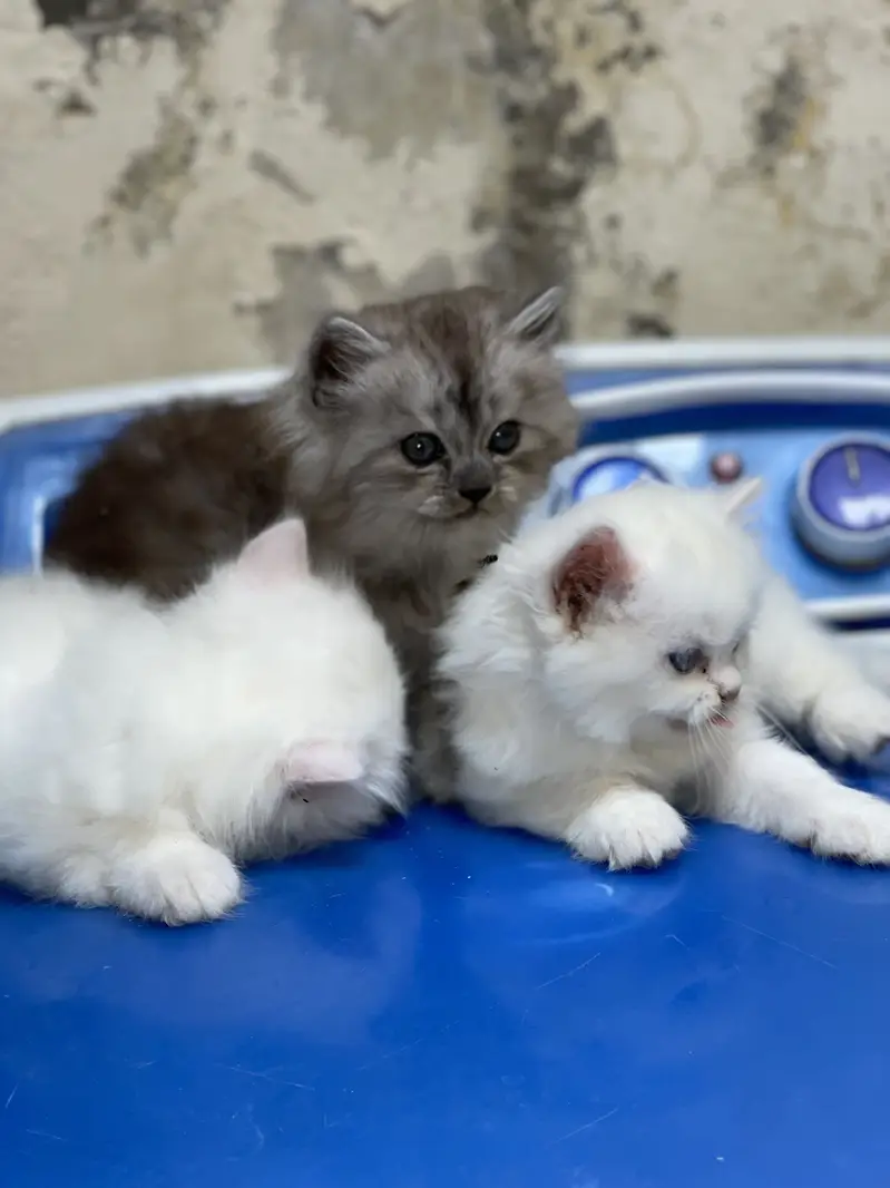 persian triple coad — photo 5