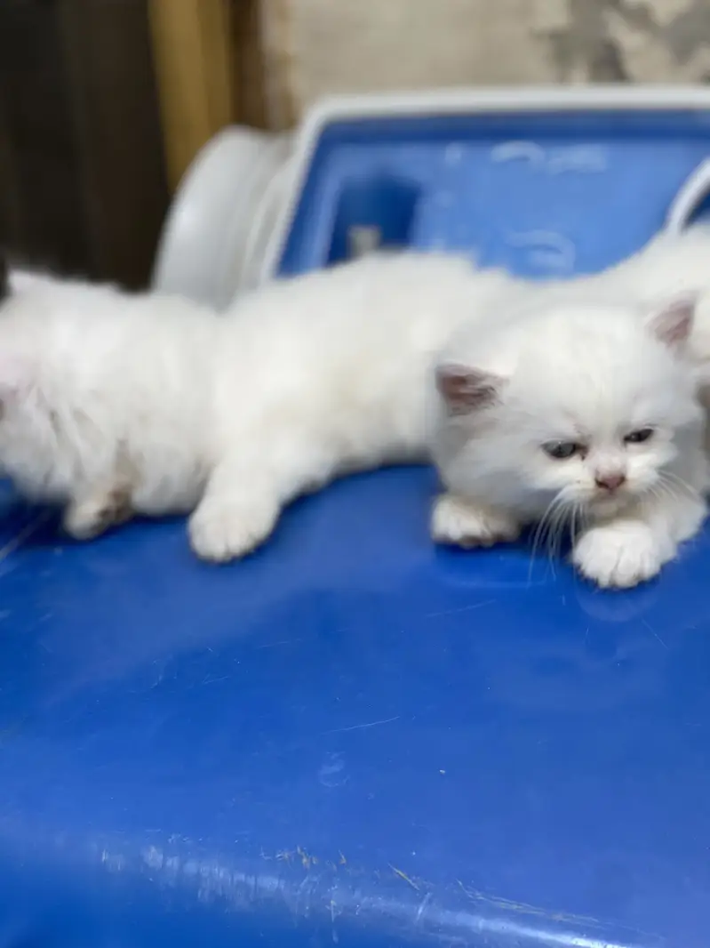 persian triple coad — photo 6