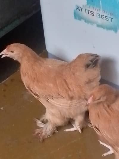 golden buff 2month
