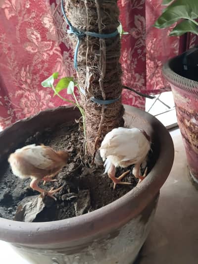 Chicks  chozay