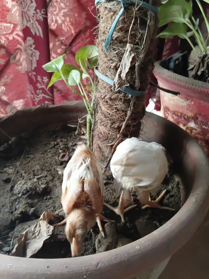 Chicks  chozay — photo 2