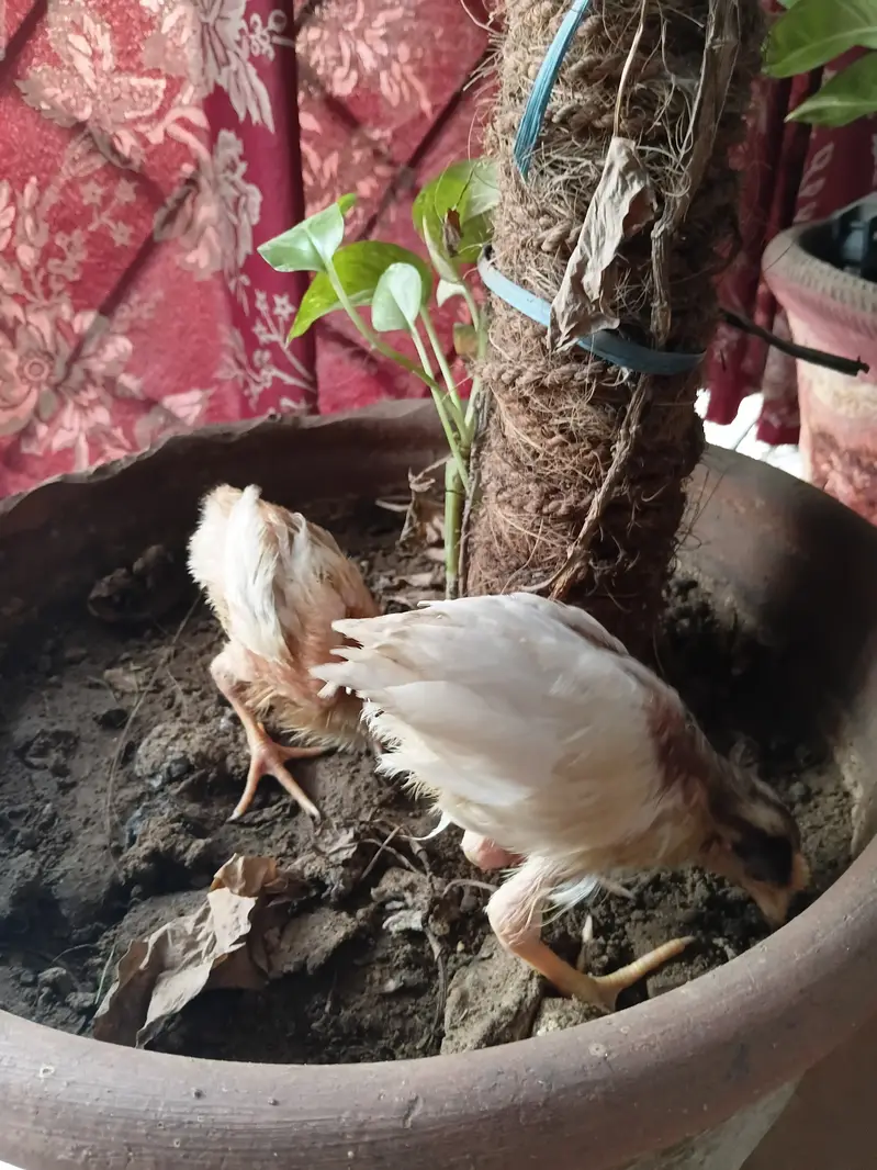 Chicks  chozay — photo 3