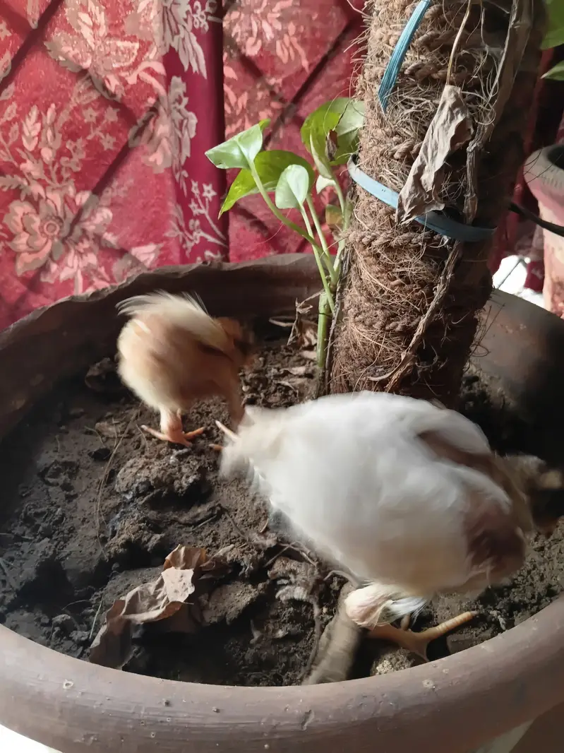 Chicks  chozay — photo 4