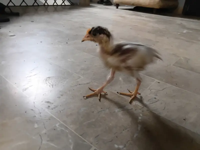 Chicks  chozay — photo 5