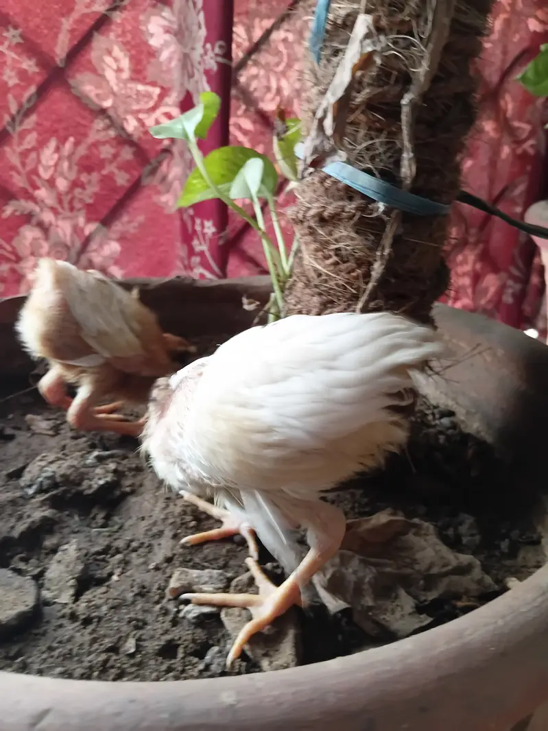 Chicks  chozay — photo 6