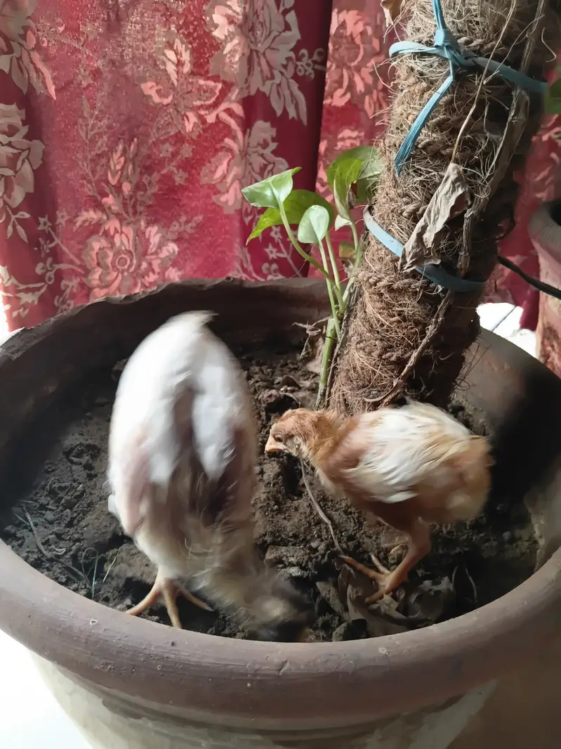 Chicks  chozay — photo 7