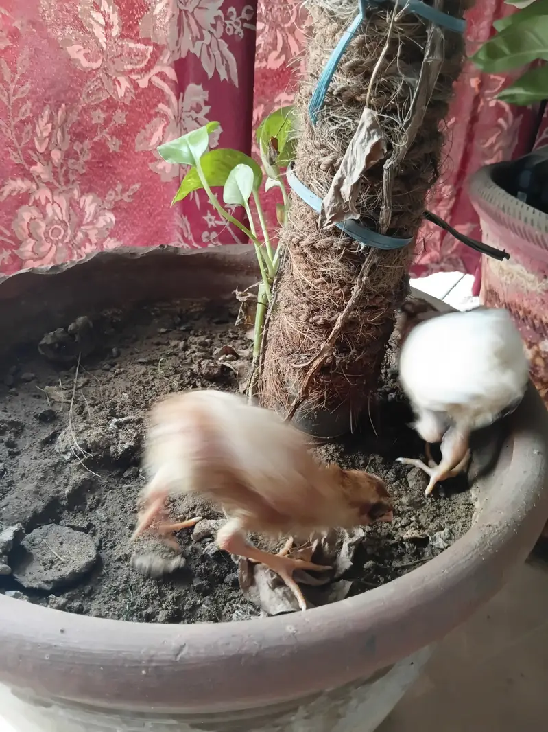 Chicks  chozay — photo 8