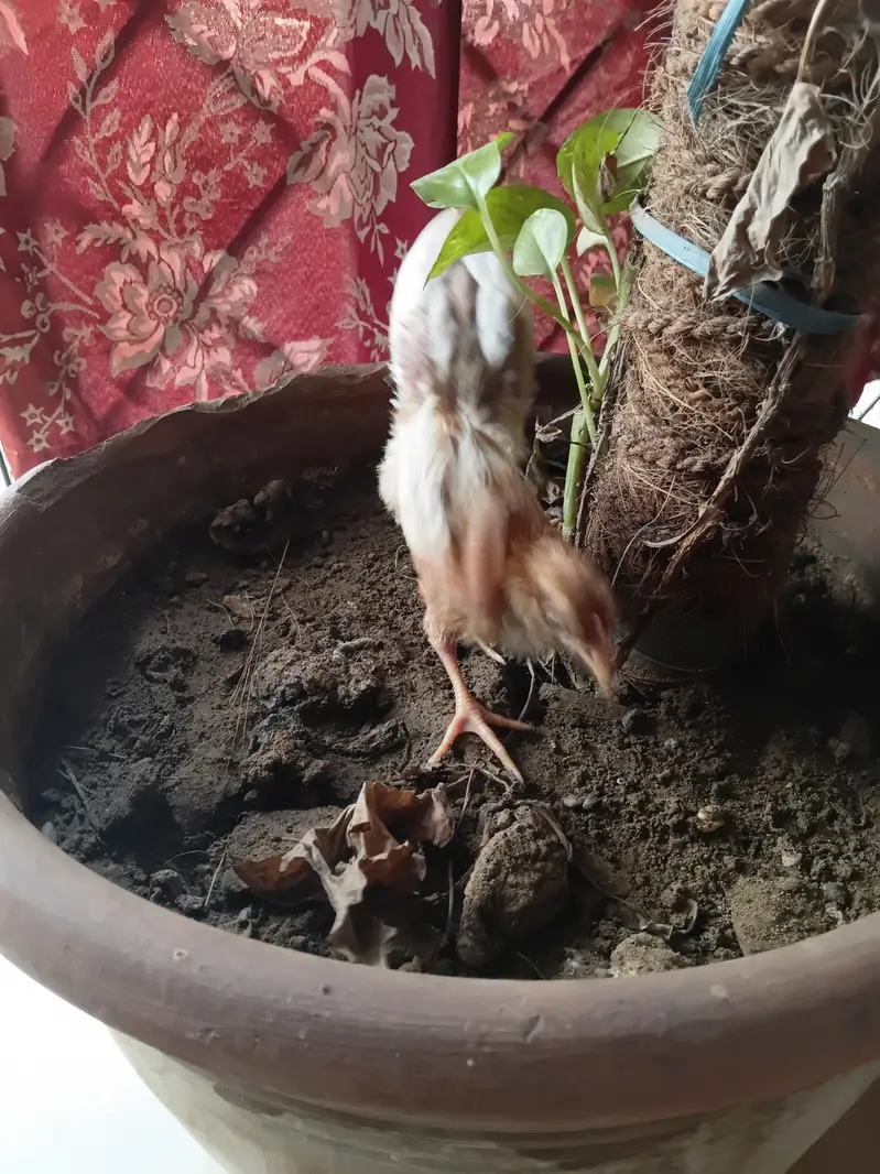 Chicks  chozay — photo 9