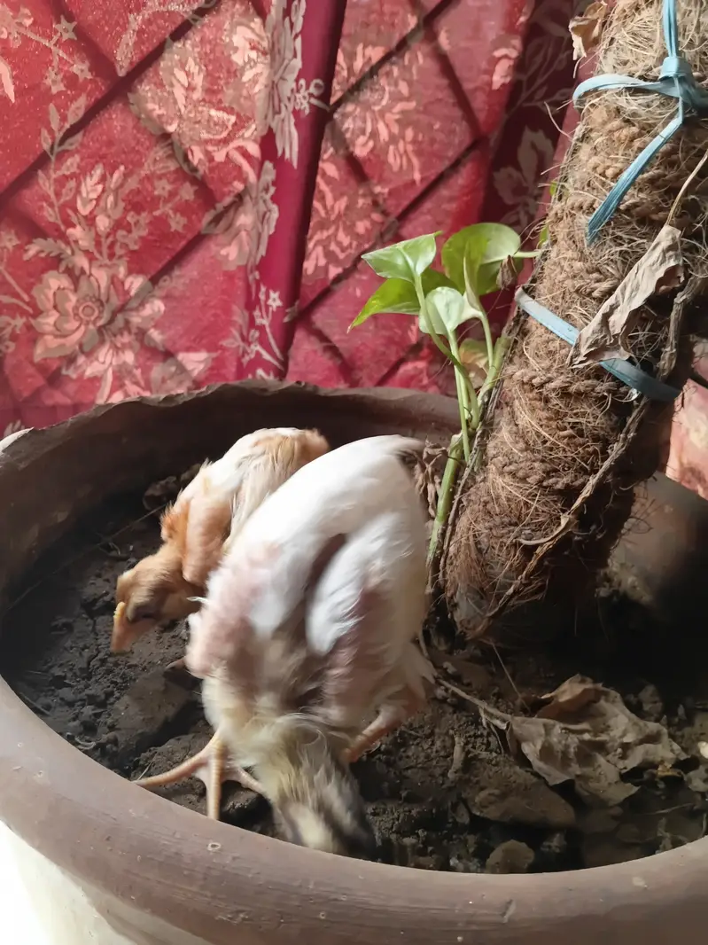 Chicks  chozay — photo 10