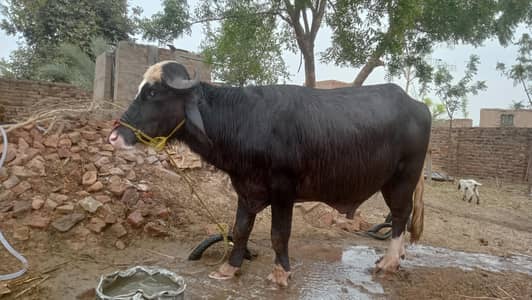 کٹا خوبصورت