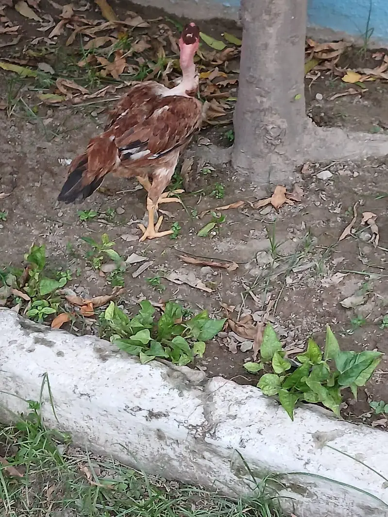 Aseel Pair — photo 2