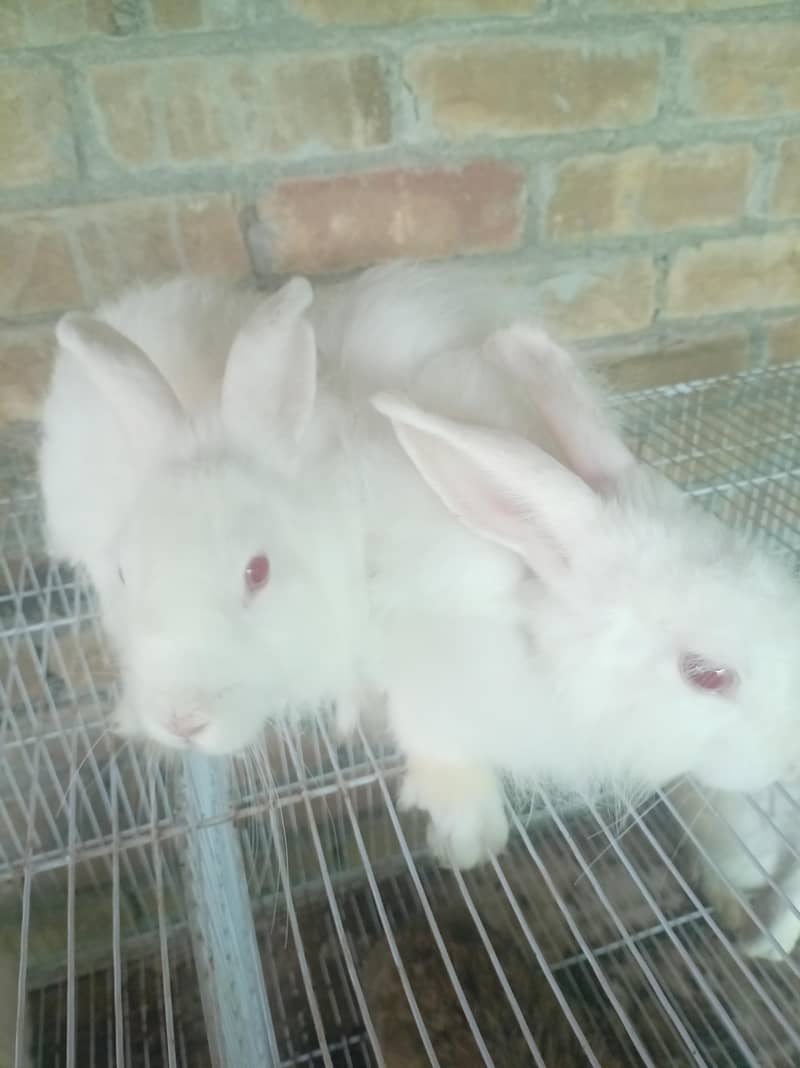 breeder 1