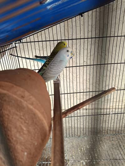 3 Australian Parrots with Cage – Healthy & Beautiful