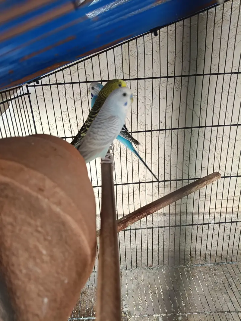 3 Australian Parrots with Cage – Healthy & Beautiful — photo 2