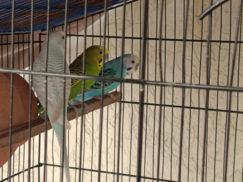 3 Australian Parrots with Cage – Healthy & Beautiful — photo 3