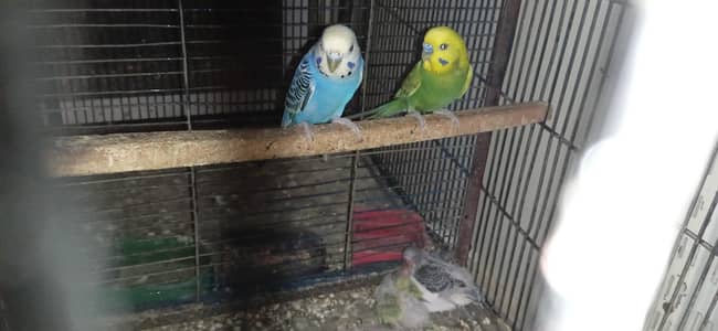 budgies breeder pair with chicks and one piece breeder charcoal  male