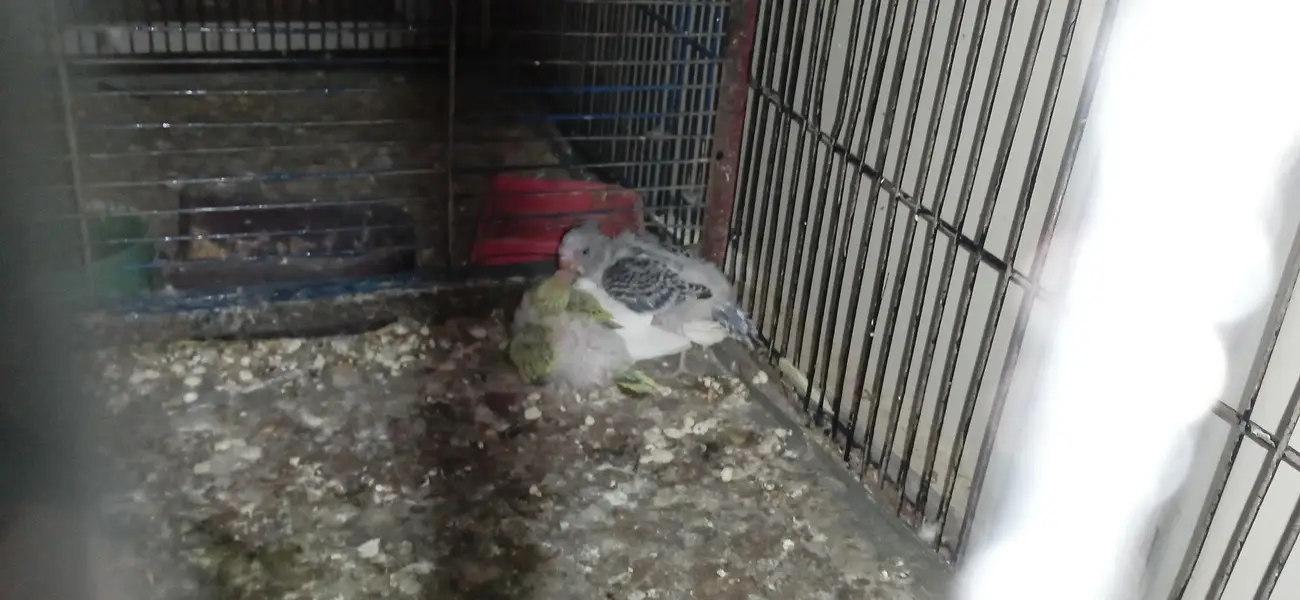 budgies breeder pair with chicks and one piece breeder charcoal  male — photo 2