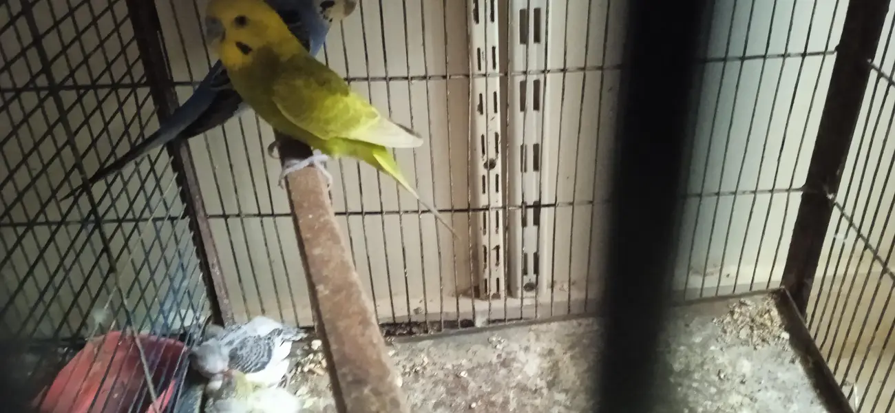budgies breeder pair with chicks and one piece breeder charcoal  male — photo 3