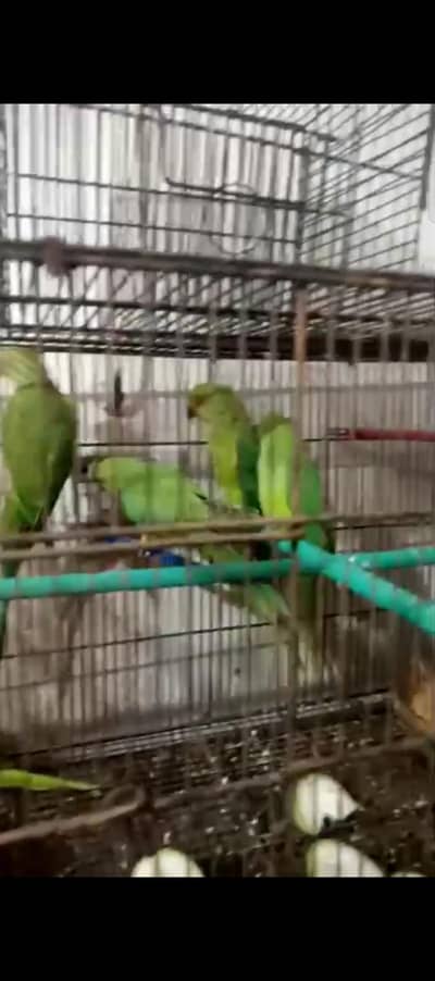Ring neck parrots (pathay)