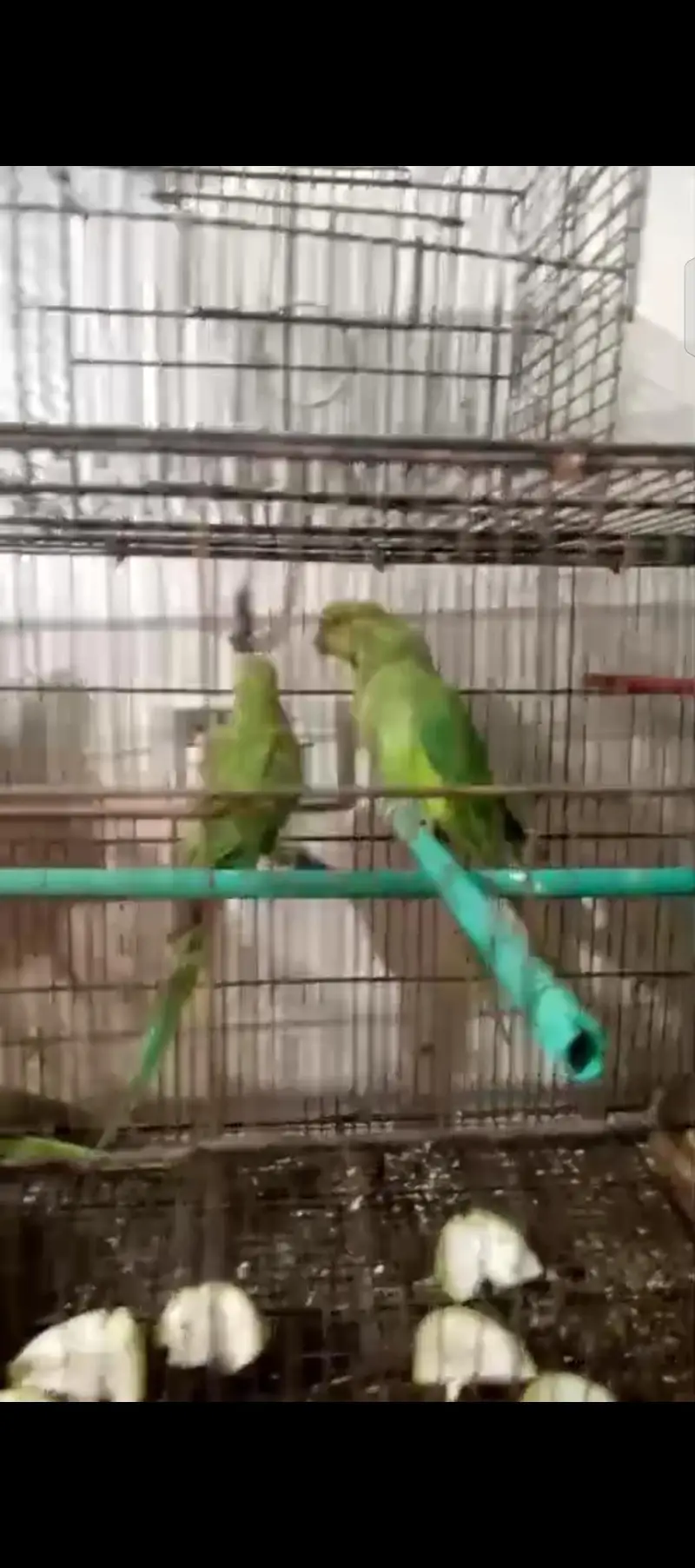 Ring neck parrots (pathay) — photo 2