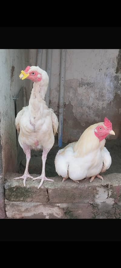 high quality  wala heera sontol Madi andy deri