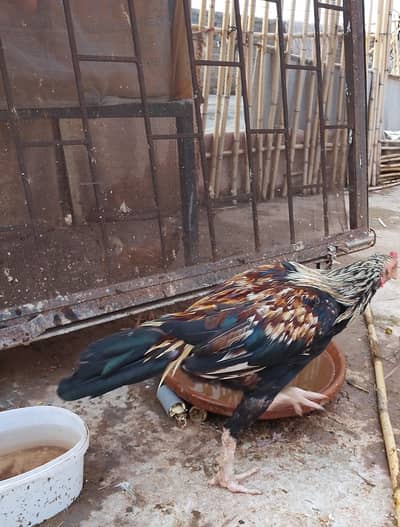 murgha murghi for sale,in appropriate price.