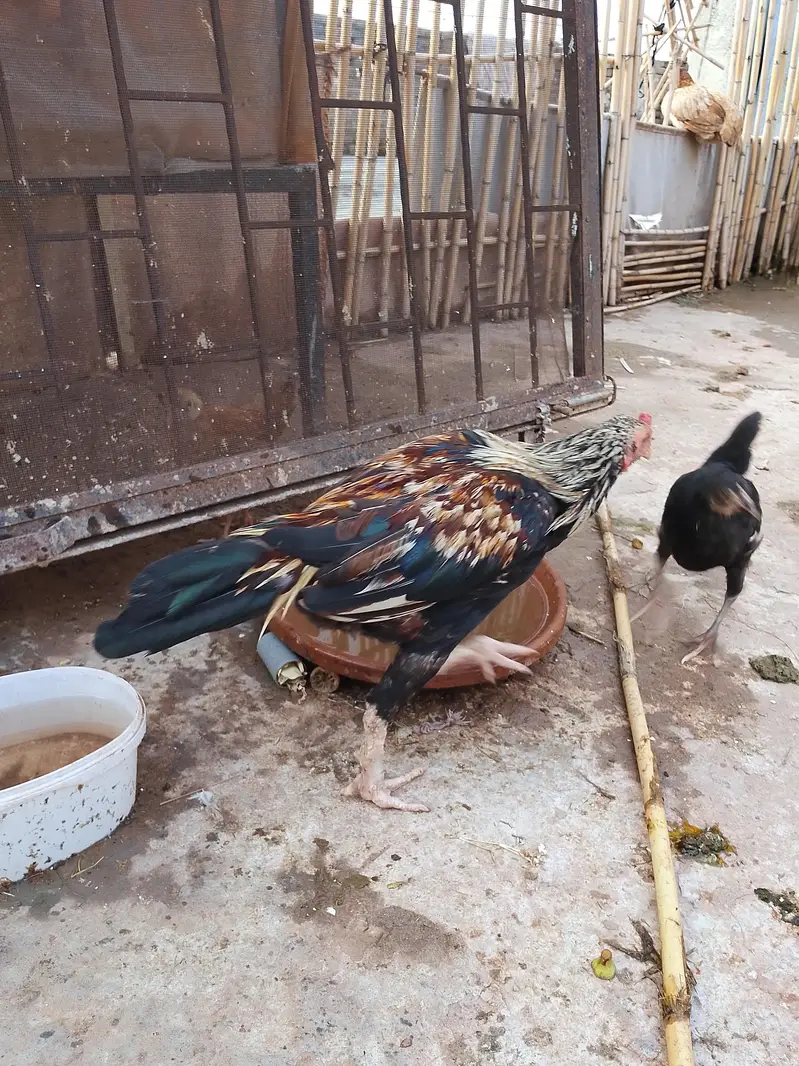 murgha murghi for sale,in appropriate price. — photo 2