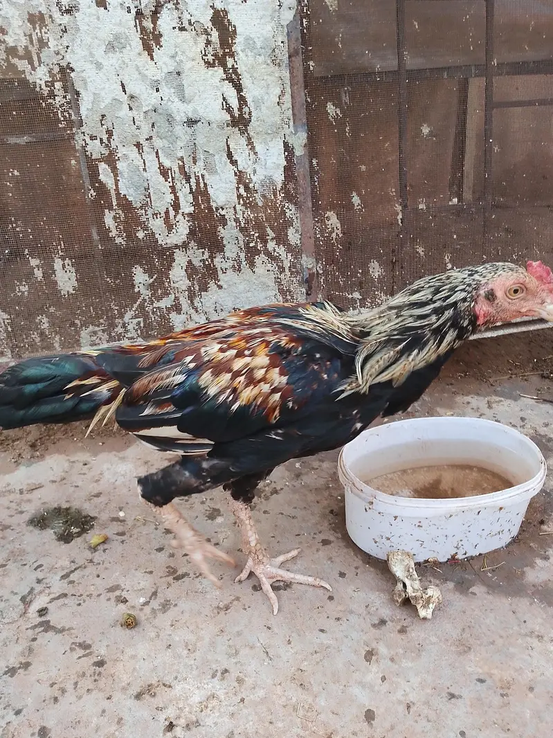 murgha murghi for sale,in appropriate price. — photo 3
