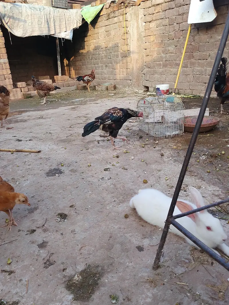 murgha murghi for sale,in appropriate price. — photo 4