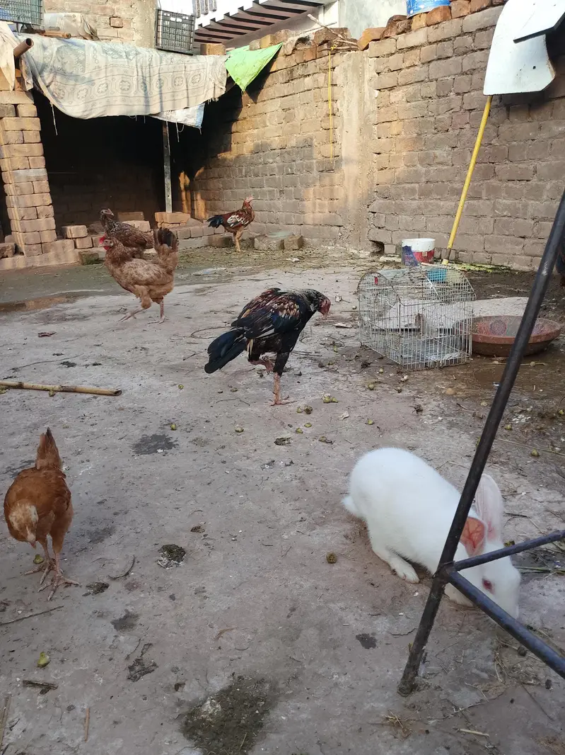 murgha murghi for sale,in appropriate price. — photo 6