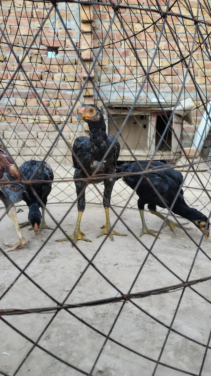 ٹیھکرے اصیل چوزے — photo 7