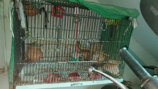 parrots with cage