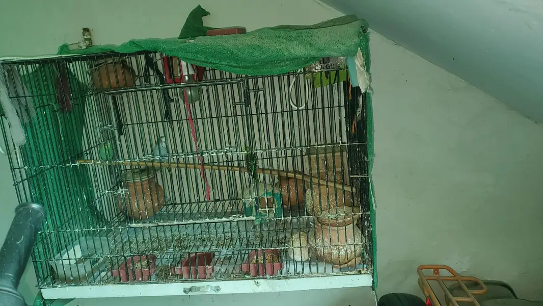parrots with cage — photo 2