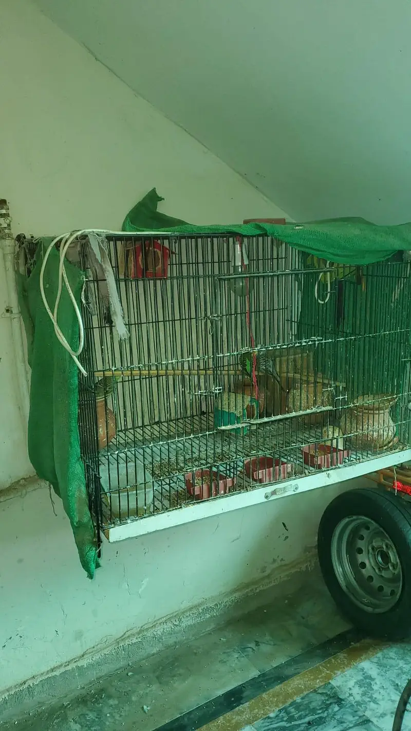 parrots with cage — photo 3