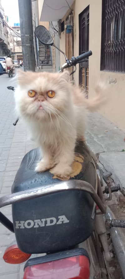 Pike cat for sale| Near to peke|matting crossing ho gai h
