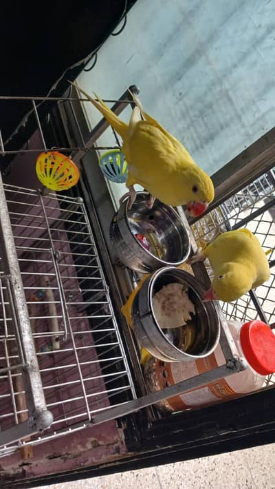 yellow Ringneck pair with Fancy cage