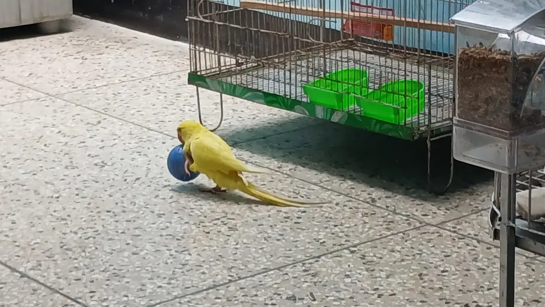 yellow Ringneck pair with Fancy cage — photo 2